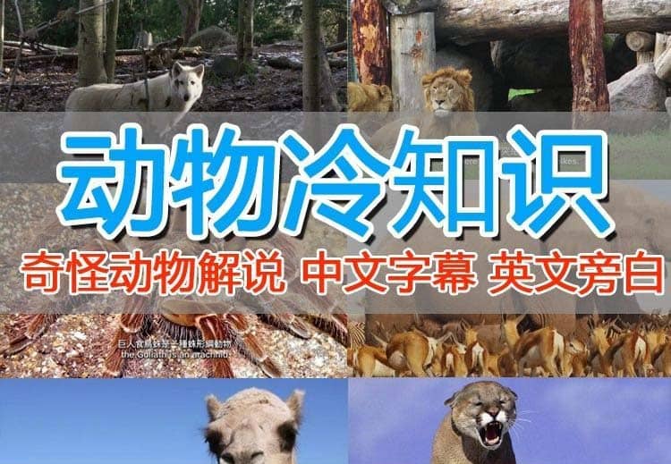 外面卖1699的国外纪录片解说（动物解说、美食、动画片）稳过中视频-安哥网络创业副业